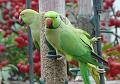 2007-1108_0845_Parakeetes_11.2_C